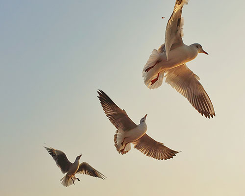 Vogels - DGO Service - Ongediertebestrijding en preventie