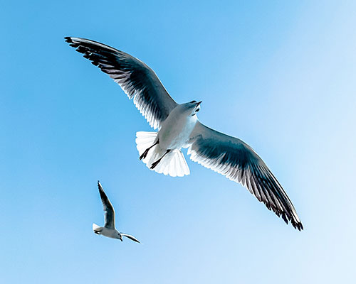 Vogels - DGO Service - Ongediertebestrijding en preventie